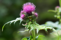 Cirsium alsophilum